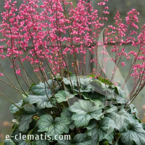Heuchera Rex Peppermint.webp