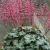Heuchera Rex Peppermint.webp