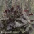 Heuchera Rex Red.webp