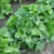 Heuchera Rex Peppermint1.webp