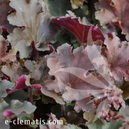 Heuchera Rex Red1.webp