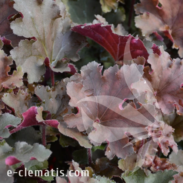 Heuchera Rex Red1.webp