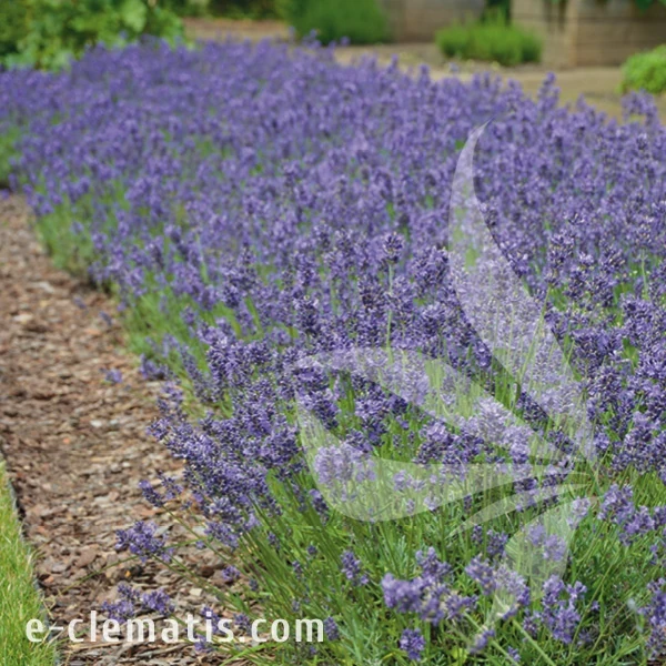 Lavandula angustifolia Hidcote.webp