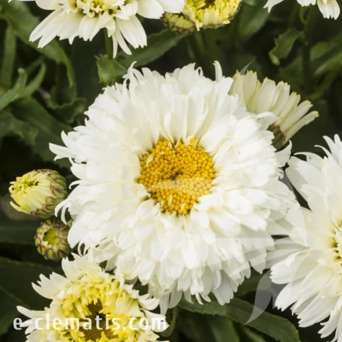 Leucanthemum Macaroon.webp