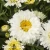 Leucanthemum Macaroon.webp