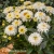 Leucanthemum Macaroon1.webp