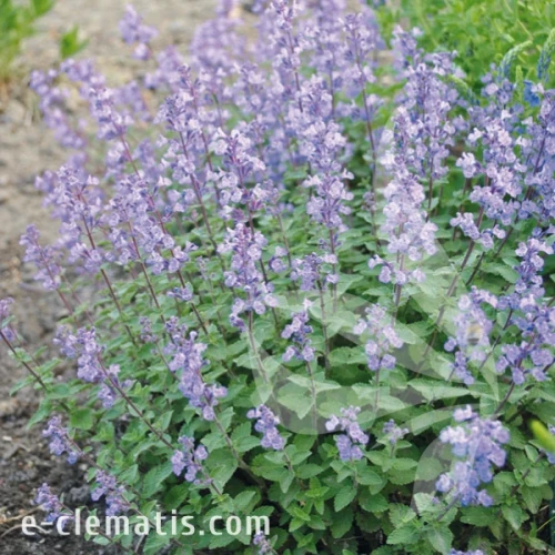Nepeta Purrsian Blue.webp
