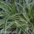Carex Ice Dance.webp