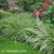 Carex Ice Dance1.webp