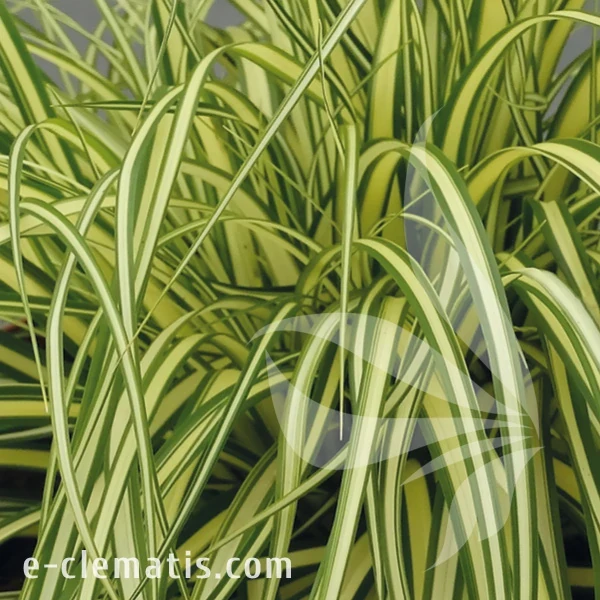 Carex Maxigold.webp