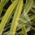 Hakonechloa macra Aureola1.webp