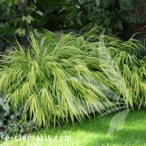 Hakonechloa macra Aureola.webp
