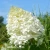 Hydrangea_paniculata_Phantom.webp