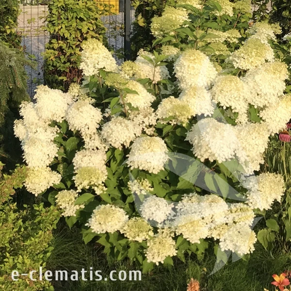 Hydrangea_paniculata_Phantom1.webp