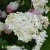 Hydrangea_paniculata_Silver_Dollar.webp