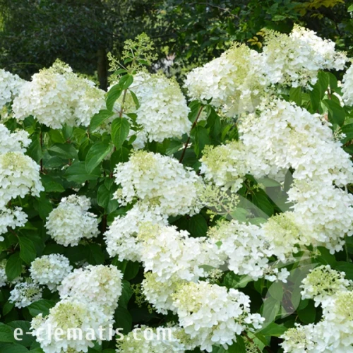 Hydrangea_paniculata_Silver_Dollar1.webp