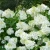 Hydrangea_paniculata_Silver_Dollar1.webp
