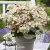 Hydrangea_paniculata_POLESTAR2.webp