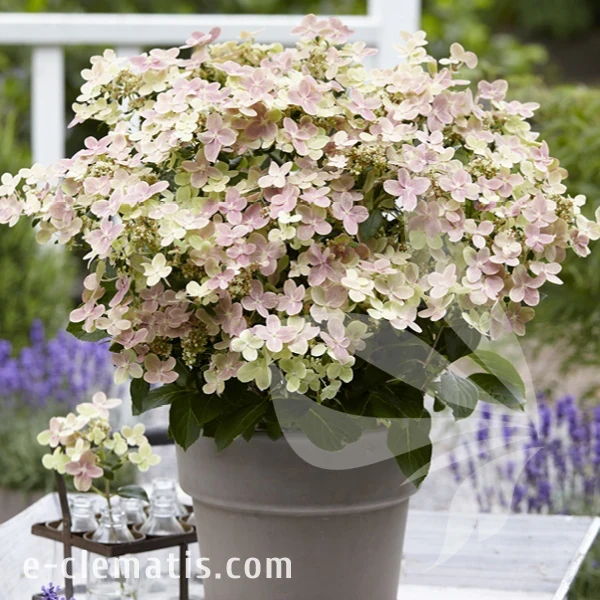 Hydrangea_paniculata_POLESTAR2.webp