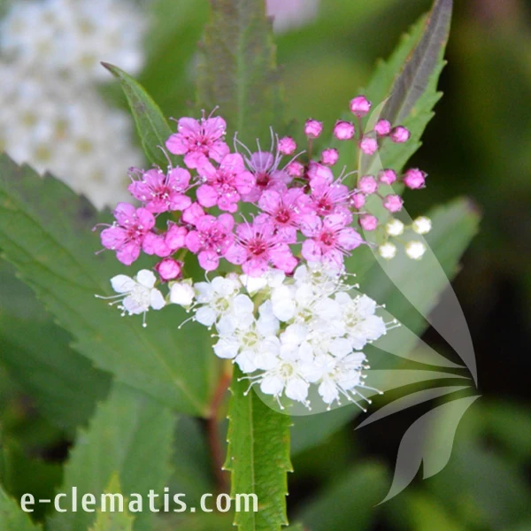 Spiraea_japonica_Genpei.webp