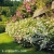 Spiraea_japonica_Genpei1.webp