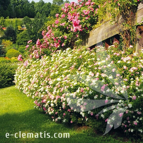 Spiraea_japonica_Genpei1.webp