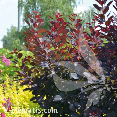 Cotinus_coggygria_Royal_Purple1.webp
