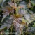 Physocarpus_opulifolius_Red_Baron.webp