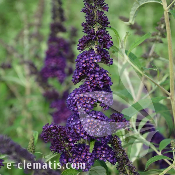 Buddleja_davidii_Black_Knight.webp