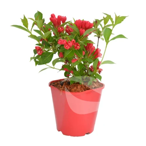 Weigela_ALL_SUMMER_RED1.webp