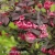 Weigela_ALEXANDRA.webp