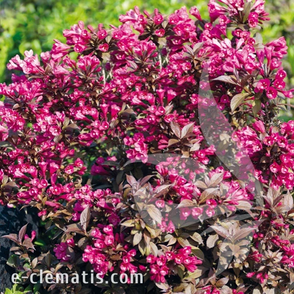 Weigela_MINOR_BLACK.webp