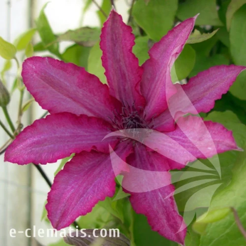 Clematis Barbara.webp