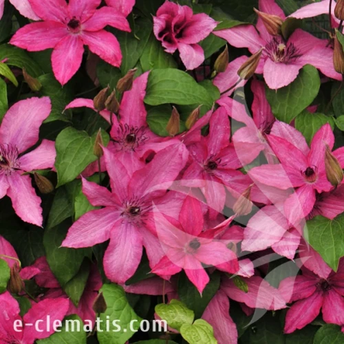 Clematis Barbara 1.webp