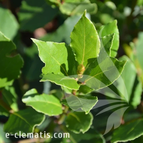 Laurus nobilis 1.webp