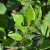 Laurus nobilis 1.webp