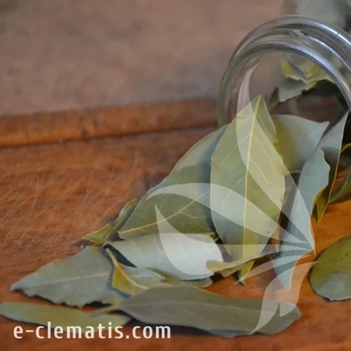 Laurus nobilis 2.webp