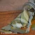Laurus nobilis 2.webp
