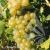 Vitis Bianka.webp