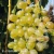 Vitis Garantos.webp