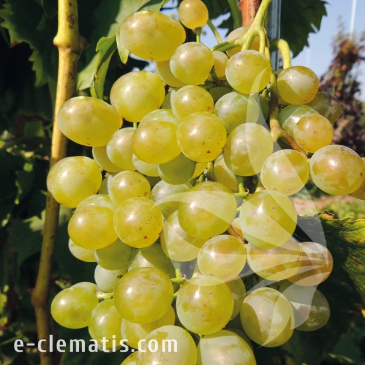 Vitis Garantos.webp