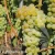 Vitis Lakemont.webp
