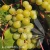 Vitis Supaga.webp
