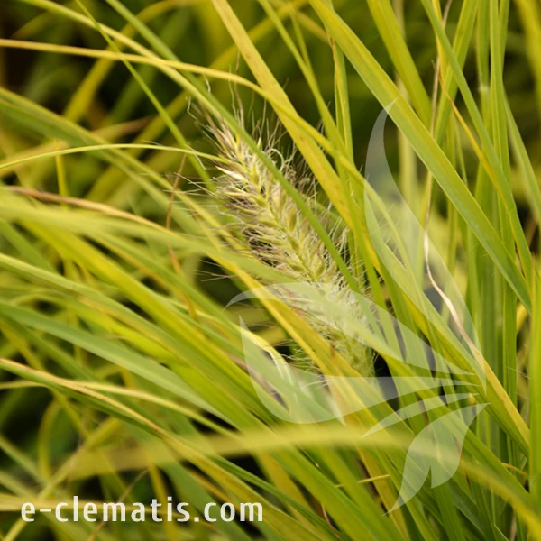 Pennisetum alopecuroides Hameln Gold PBR.webp