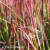 Imperata cylindrica Red Baron.webp