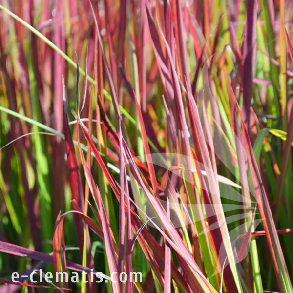 Imperata cylindrica Red Baron.webp
