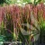 Imperata cylindrica Red Baron 1.webp