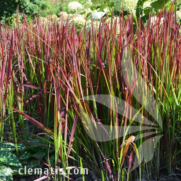 Imperata cylindrica Red Baron 1.webp