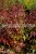  Diervilla rivularis Troja Black - zadrzewnia nadbrzeżna, fot. Anna Rafaląt