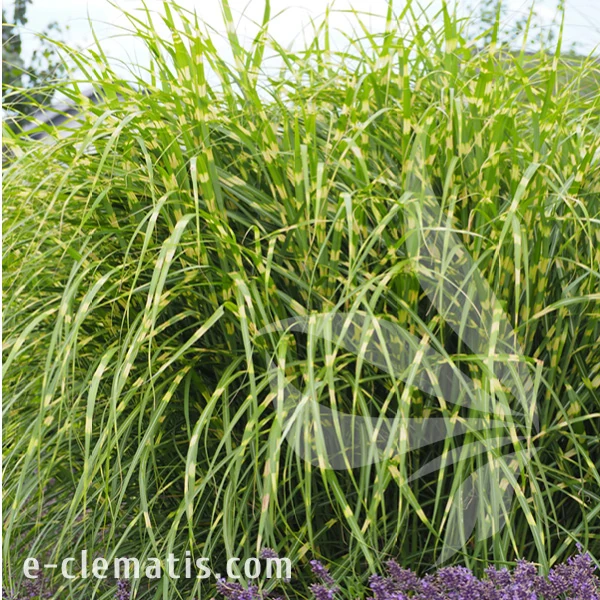Miscanthus sinensis Zebrinus.webp